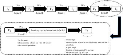 Sublethal Effects of Triflumezopyrim on Biological Traits and Detoxification Enzyme Activities in the Small Brown Planthopper Laodelphax striatellus (Hemiptera: Delphacidae)